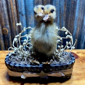 TWO-HEADED DUCKLING TAXIDERMY